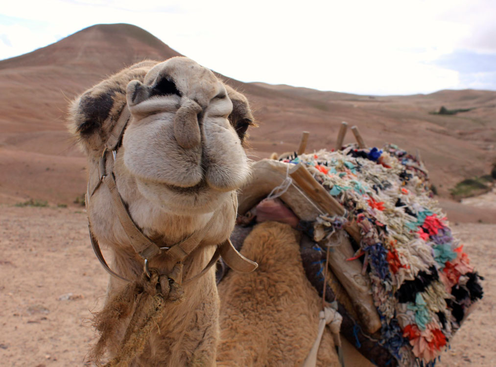 Jewish Heritage Tour